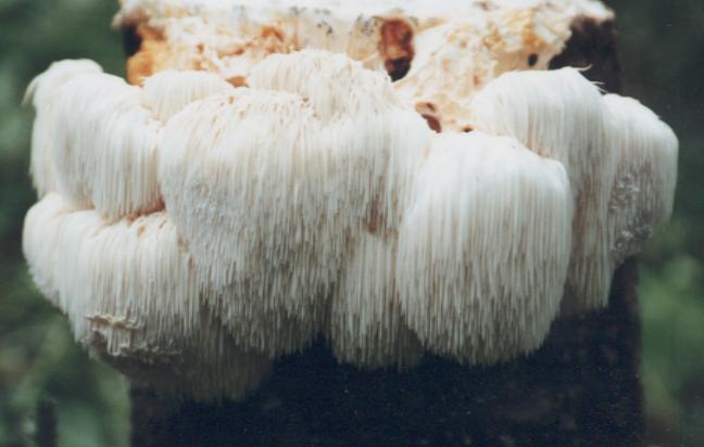 Lion's Mane Mushroom as a strong antioxidant.