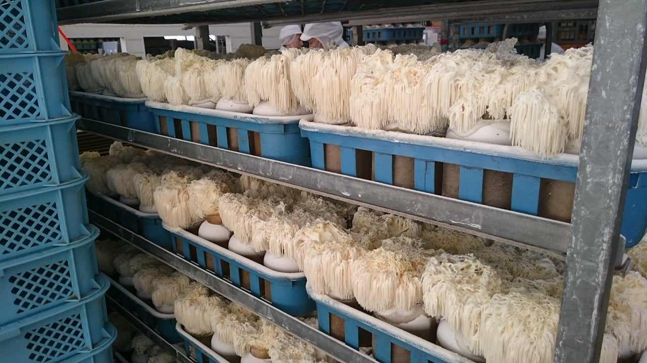 Therapeutic Potential of Hericium erinaceus for Depressive Disorder.