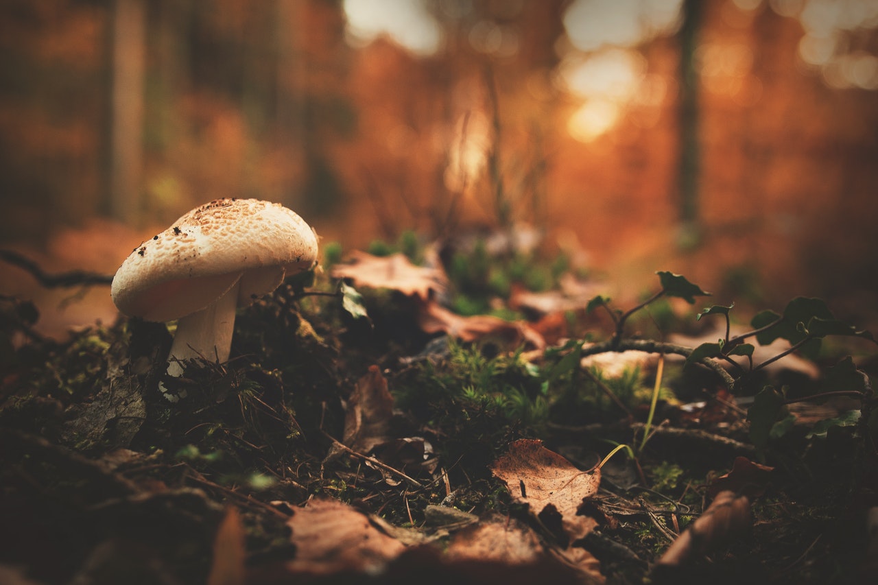 Possible therapeutic role of a highly standardized mixture of active compounds derived from cultured Lentinula edodes mycelia (AHCC) in patients infected with 2019 novel coronavirus.