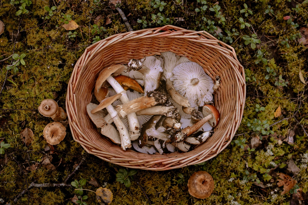 Differential Immune Activating, Anti-Inflammatory, and Regenerative Properties of the Aqueous, Ethanol, and Solid Fractions of a Medicinal Mushroom Blend.