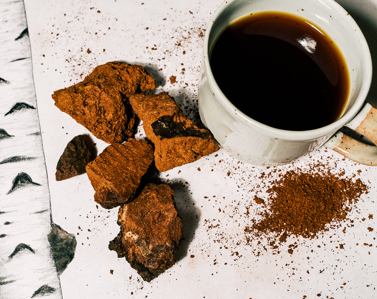 Chaga,  a medicinal mushroom, benefits for brain and antioxidant.